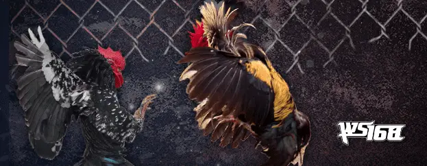 Game Image Cock Fight - WS168